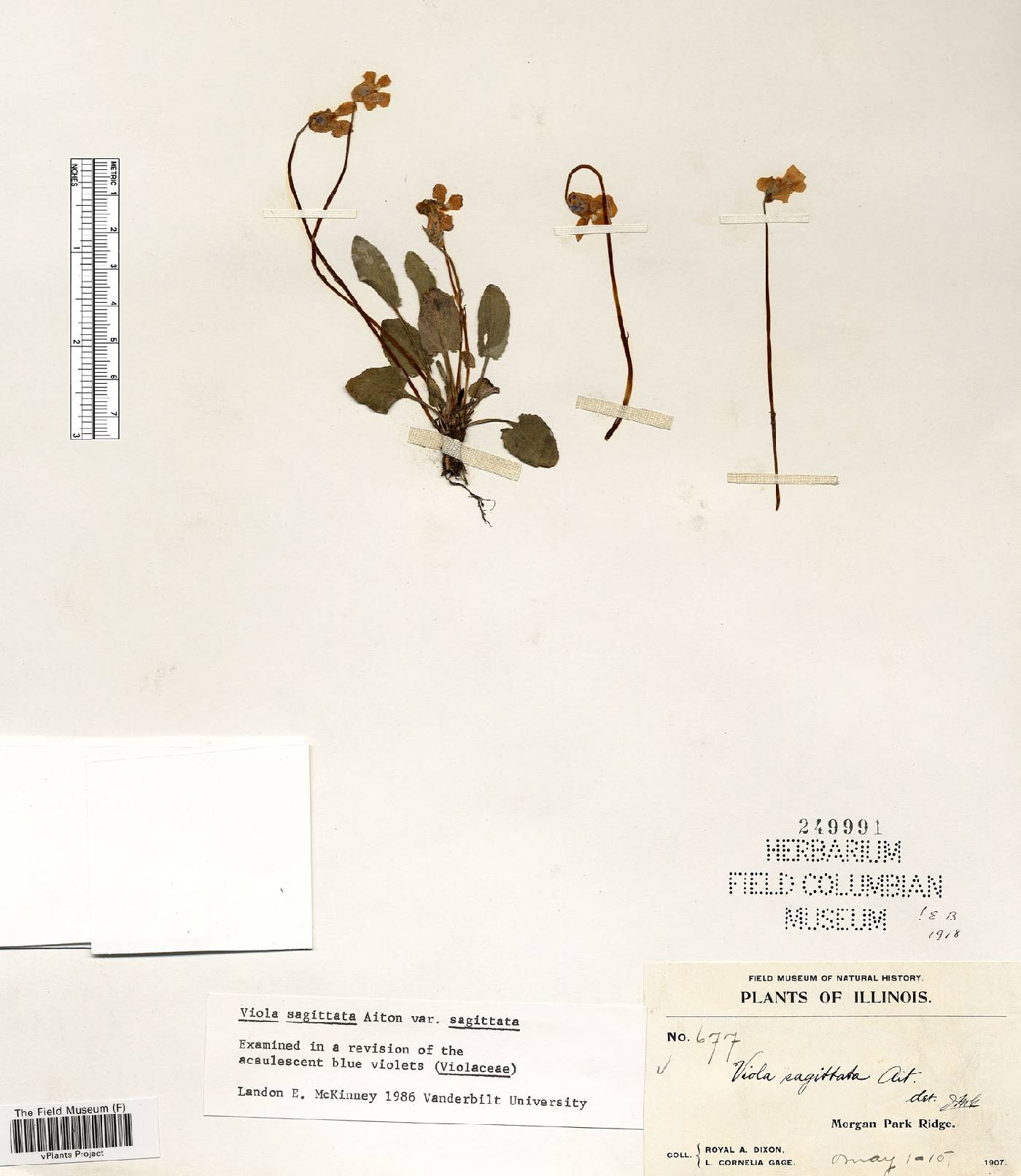 Viola sagittata var. sagittata image