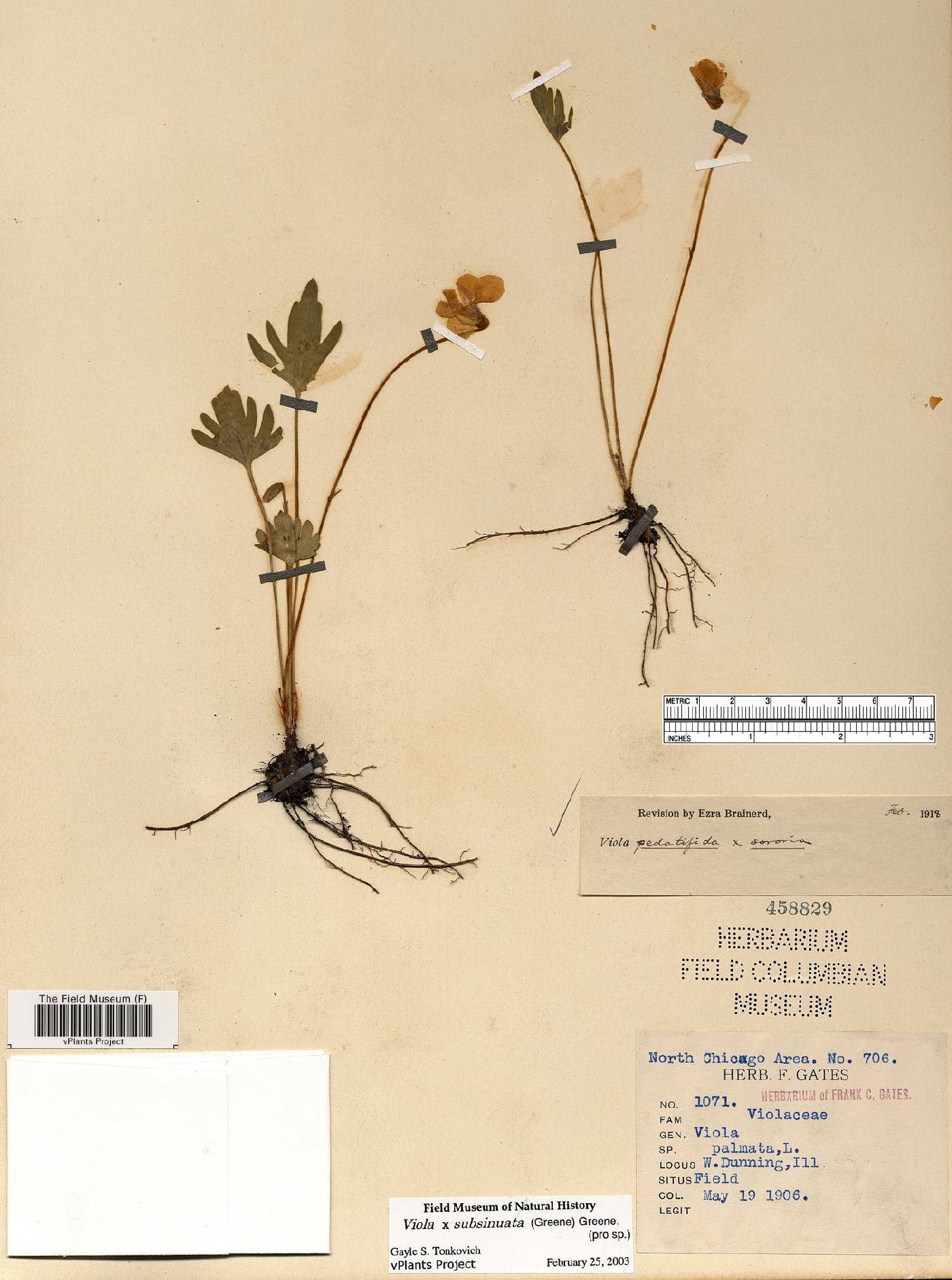 Viola subsinuata image