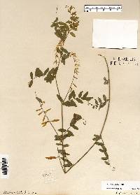 Vicia caroliniana image