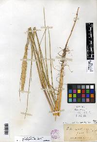 Ammophila breviligulata image