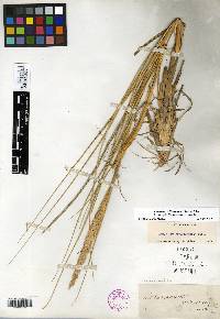 Ammophila breviligulata image