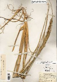 Ammophila breviligulata image