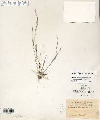 Aristida dichotoma image