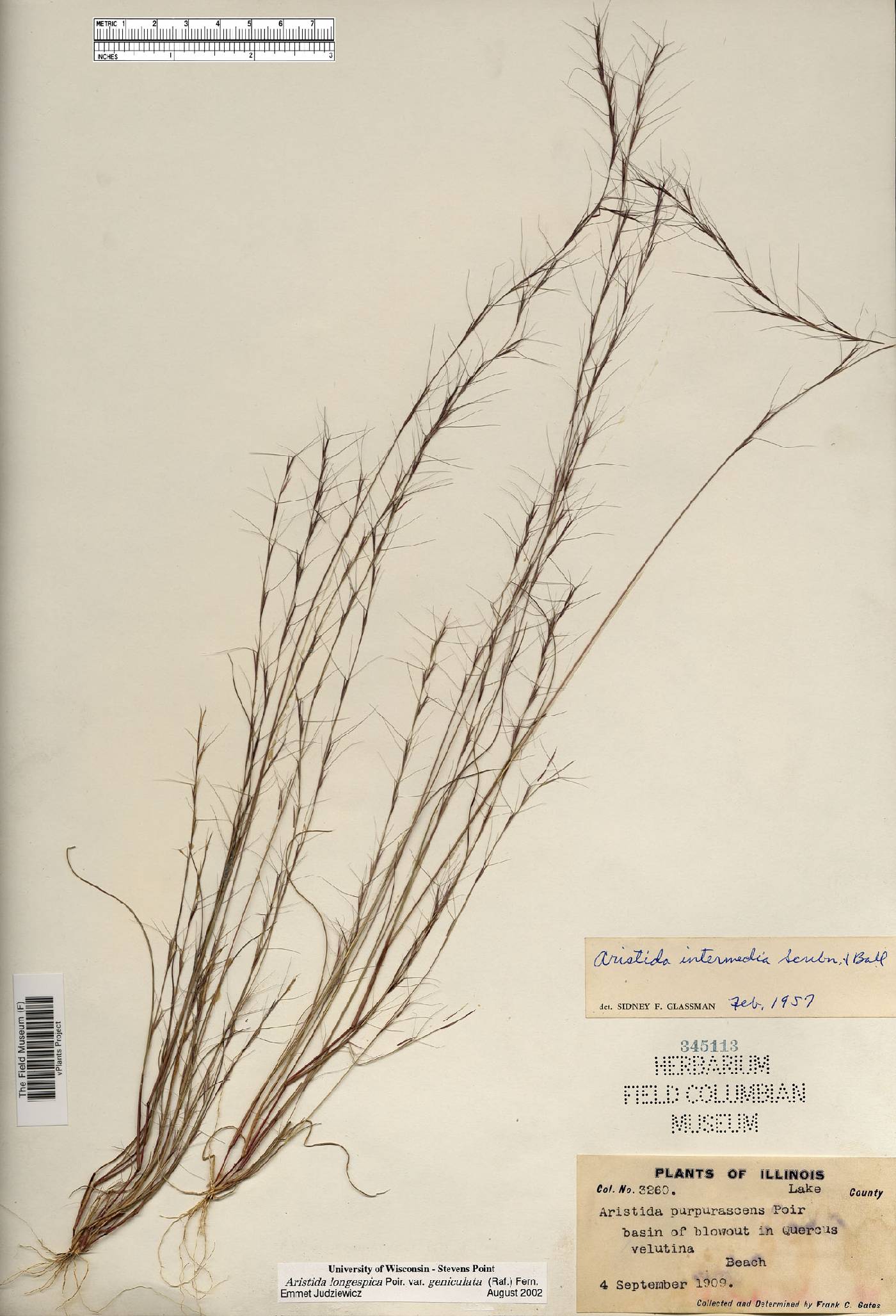 Aristida longespica var. geniculata image