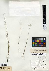 Aristida longespica image