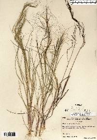 Aristida oligantha image