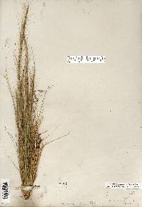 Aristida purpurascens image