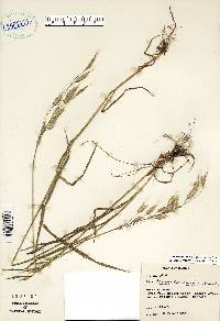 Bromus commutatus image