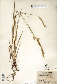 Bromus kalmii image