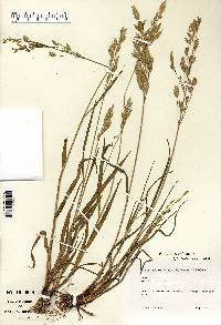 Bromus secalinus image