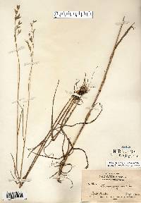 Bromus secalinus image