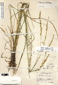 Calamagrostis stricta image