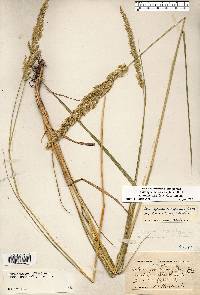 Calamagrostis stricta image