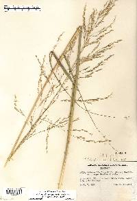 Calamovilfa longifolia var. magna image