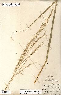 Calamovilfa longifolia var. magna image