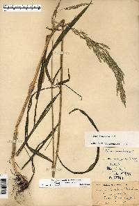 Cinna arundinacea image