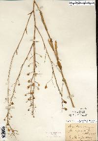 Camelina microcarpa image