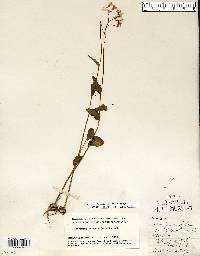 Cardamine bulbosa image