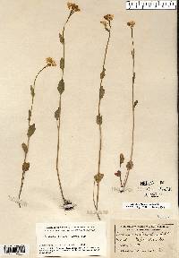 Cardamine bulbosa image