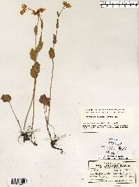 Cardamine bulbosa image