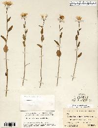 Cardamine bulbosa image