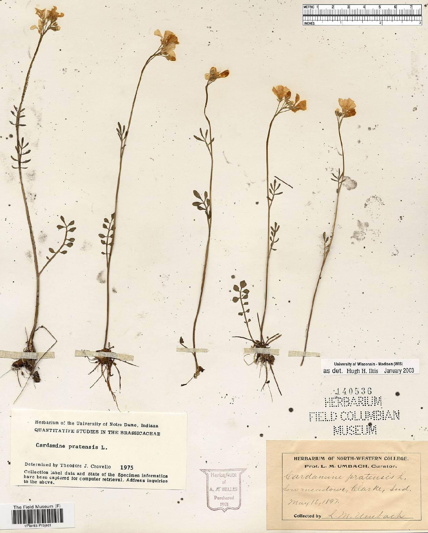 Cardamine pratensis image