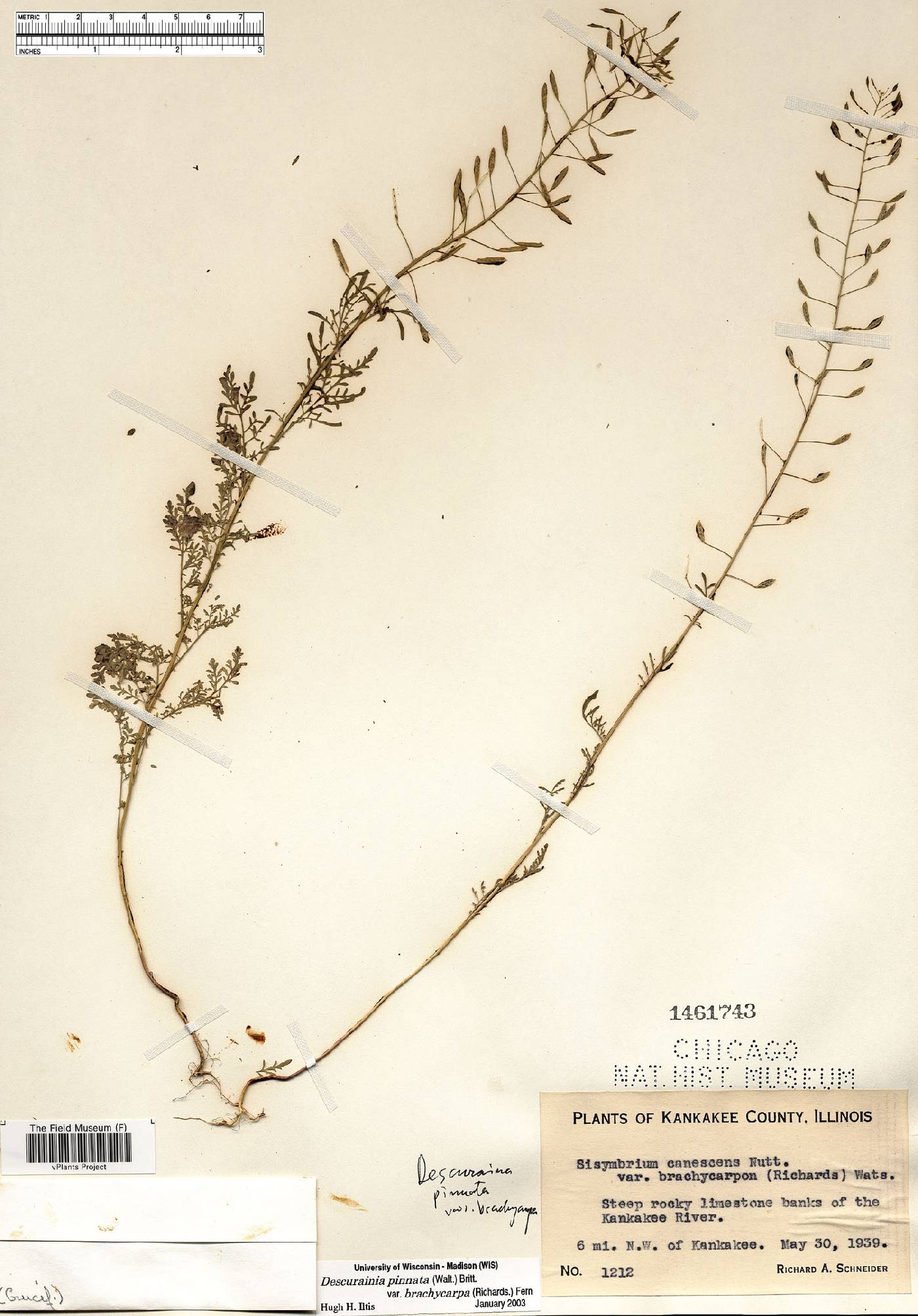 Descurainia pinnata var. brachycarpa image