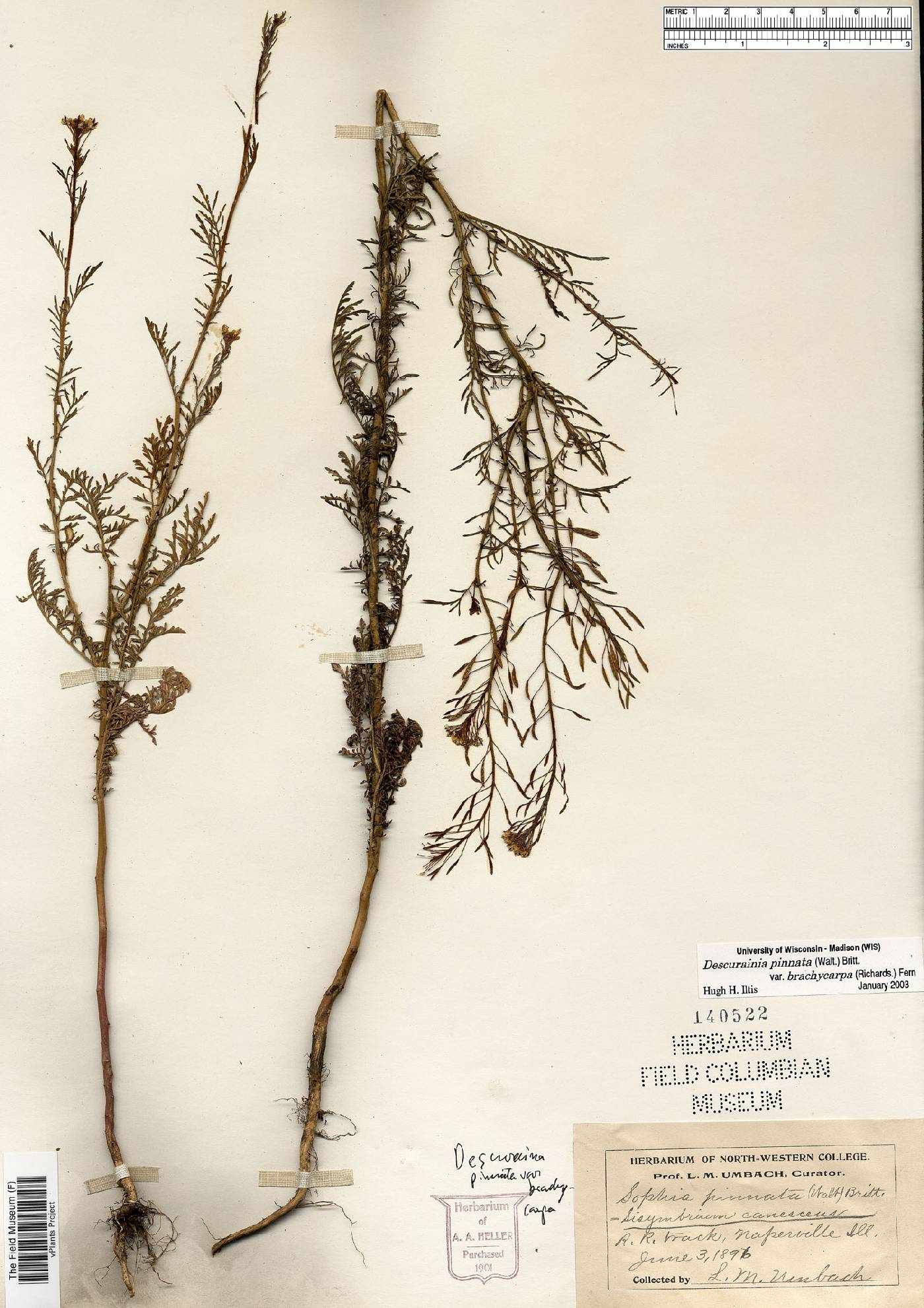 Descurainia pinnata var. brachycarpa image