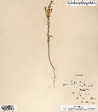 Lepidium densiflorum image