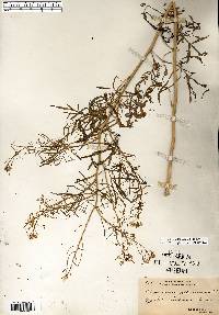 Sisymbrium altissimum image