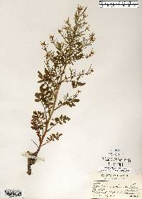 Sisymbrium altissimum image