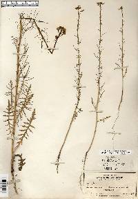 Sisymbrium altissimum image