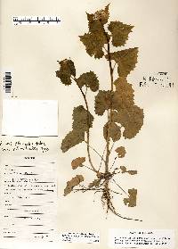 Alliaria petiolata image