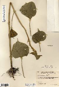 Abutilon theophrasti image