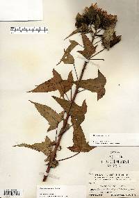 Hibiscus laevis image