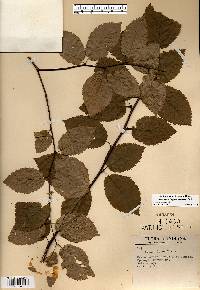 Betula alleghaniensis image