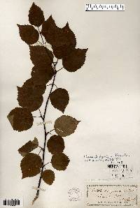 Betula papyrifera image