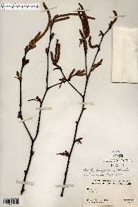 Betula papyrifera image