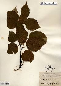 Betula papyrifera image