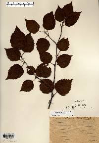 Betula papyrifera image