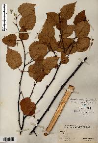 Betula papyrifera image