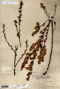 Betula pumila image