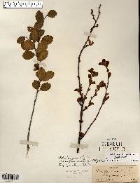 Betula pumila image