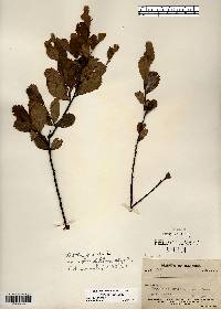 Betula pumila image