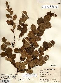 Betula pumila image