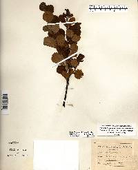 Betula pumila image