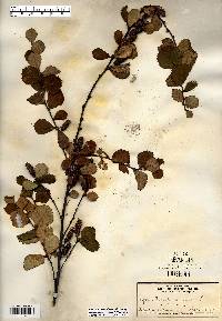 Betula pumila image