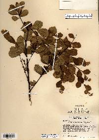 Betula pumila image