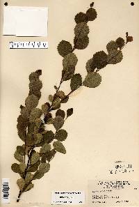 Betula pumila image