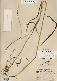 Elymus hystrix image